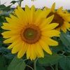 sunflower_shine